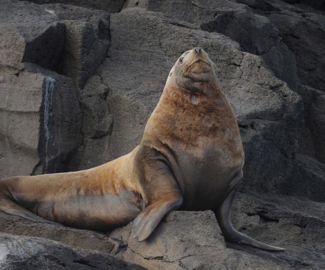 den großen Seelöwenbullen an Land: Tiere bekommt man überall zu Gesicht