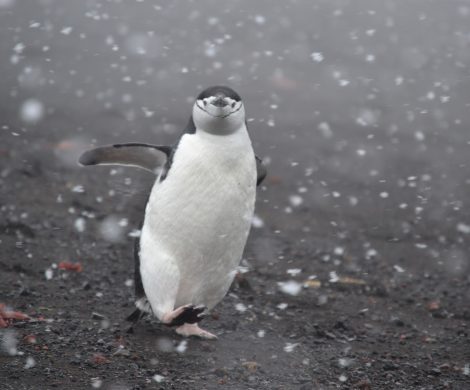 Gut fünf Meter Abstand soll der Mensch zu den Bewohnern der Antarktis halten. Wenn die das doch bloß auch wüssten!