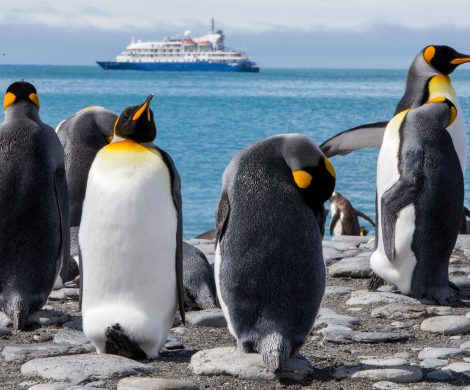 Auf einer Kreuzfahrt in die Antarktis mit der Sea Spirit winken tolle Tiermotive
