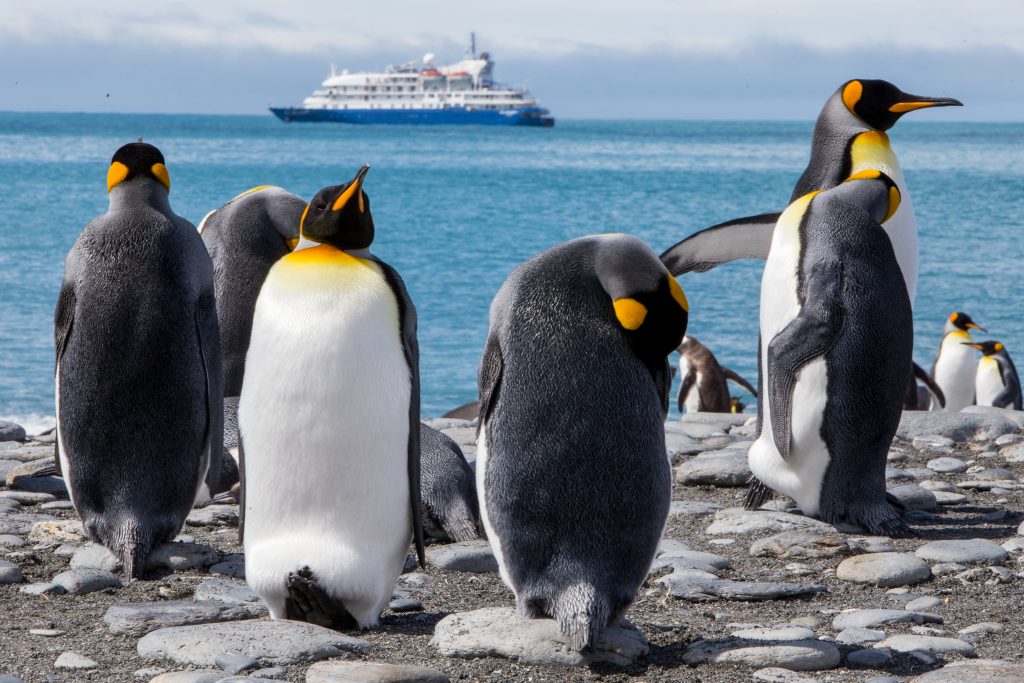 Auf einer Kreuzfahrt in die Antarktis mit der Sea Spirit winken tolle Tiermotive