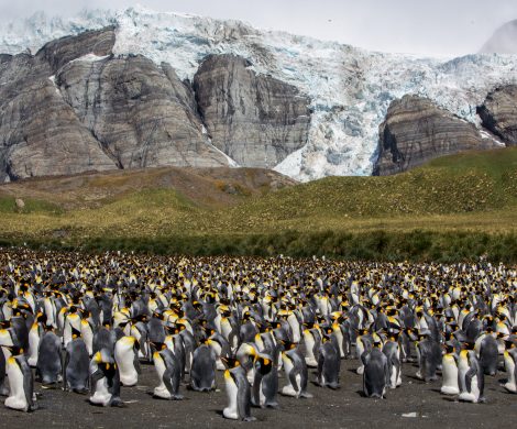Große Pinguinpopulationen kann man während dieser Reise oft beobachten