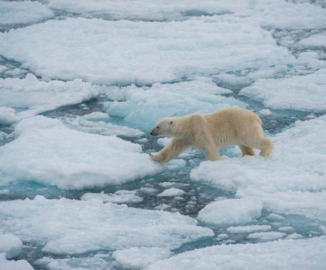 Eisbären bekommt man bei Expeditionen mit G Adventures gut vor die Kamera
