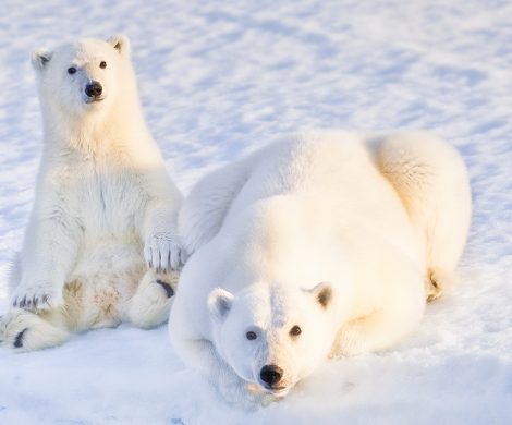 Bei der Durchquerung der Nordwest-Passage bekommt man mit großer Wahrscheinlichkeit auch Eisbären zu sehen
