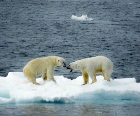 Ausgewachsene Eisbären sind Einzelgänger und nur selten trifft man mehrere Exemplare auf einmal