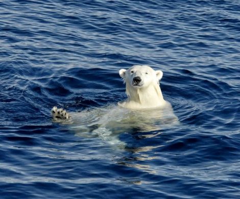 Eisbären lieben das Wasser