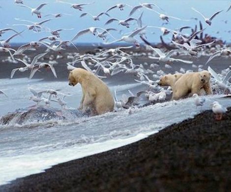 Zwischen 3.000 und 3.500 Eisbären leben auf und um Spitzbergen