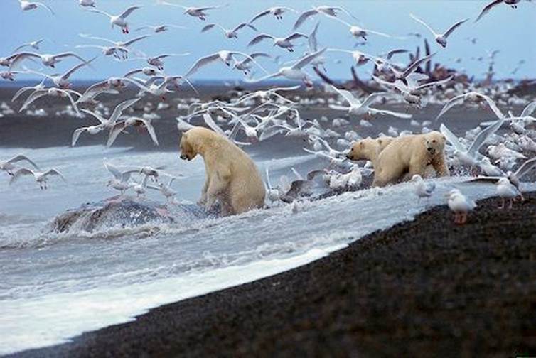 Zwischen 3.000 und 3.500 Eisbären leben auf und um Spitzbergen