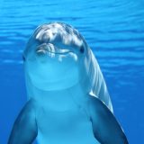 Silversea und die führende britische Organisation für Meeresschutz, ORCA, sind eine Partnerschaft eingegangen. Die Naturschützer begleiten Reisen der monegassischen Luxusreedereien und werden Vorträge an Bord halten und auf Exkursionen ihr Wissen vermitteln.