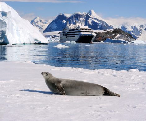 Die französische Kreuzfahrtreederei Ponant und National Geographic Expeditions bieten erstmals gemeinsame Reisen in die Polar- und Warmwasserregionen an.