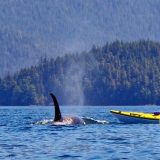 Natur, Abenteuer, Tierbeobachtung – diese Mischung bietet die viertägige Erlebnisreise Orca Camp des Reiseveranstalters Dertour.