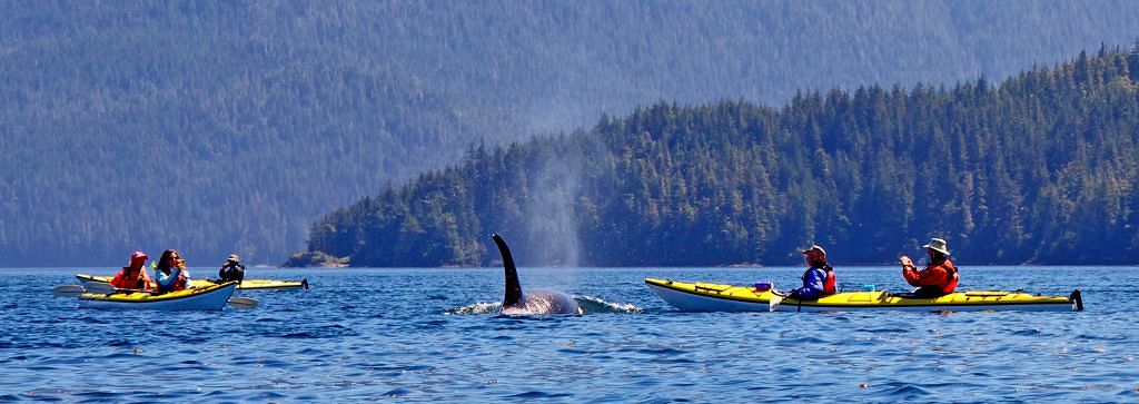 Natur, Abenteuer, Tierbeobachtung – diese Mischung bietet die viertägige Erlebnisreise Orca Camp des Reiseveranstalters Dertour.