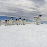 Die ultimative Expedition und ungewöhnliche Antarktisziele erleben: Mit der neuen Le Commandant-Charcot von PONANT wird dieser Traum Wirklichkeit.