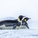 Auf der Jungfernfahrt der Scenic Eclipse in die Antarktis konnten Gäste eine Kolonie von Kaiserpinguinen sichten, die im antarktischen Weddel-Meer leben.