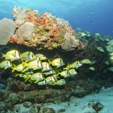 Die MSC Foundation ist mit der Ba‘a-Foundation eine Partnerschaft zur Rettung von Korallen eingegangen, um die Ökosysteme zu erhalten.