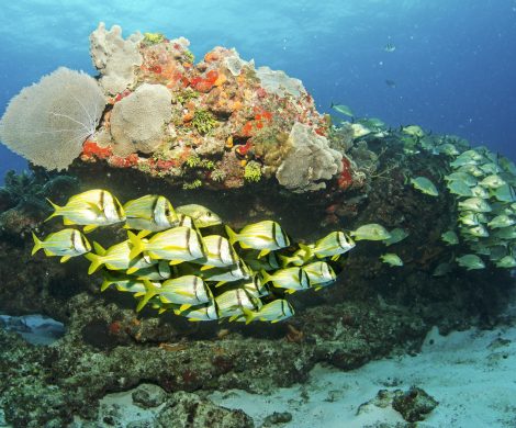 Die MSC Foundation ist mit der Ba‘a-Foundation eine Partnerschaft zur Rettung von Korallen eingegangen, um die Ökosysteme zu erhalten.